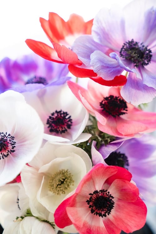 Anemone