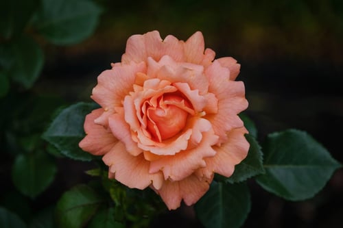 Garden Rose