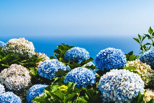 Hydrangea