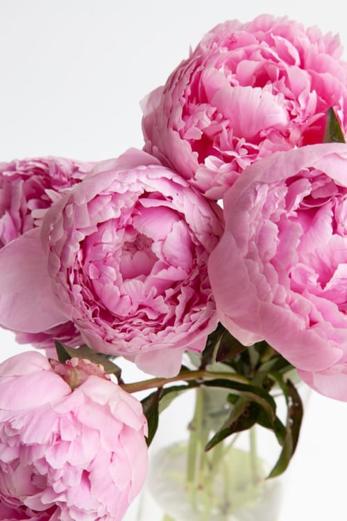 Peony