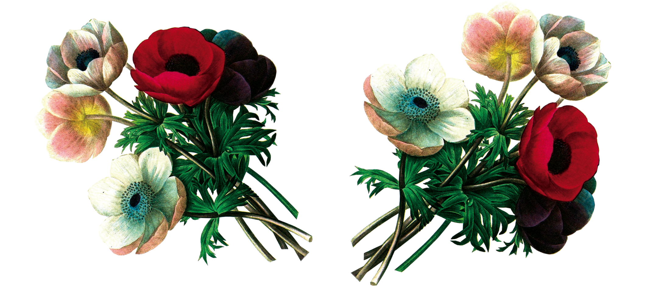 anemone flowers
