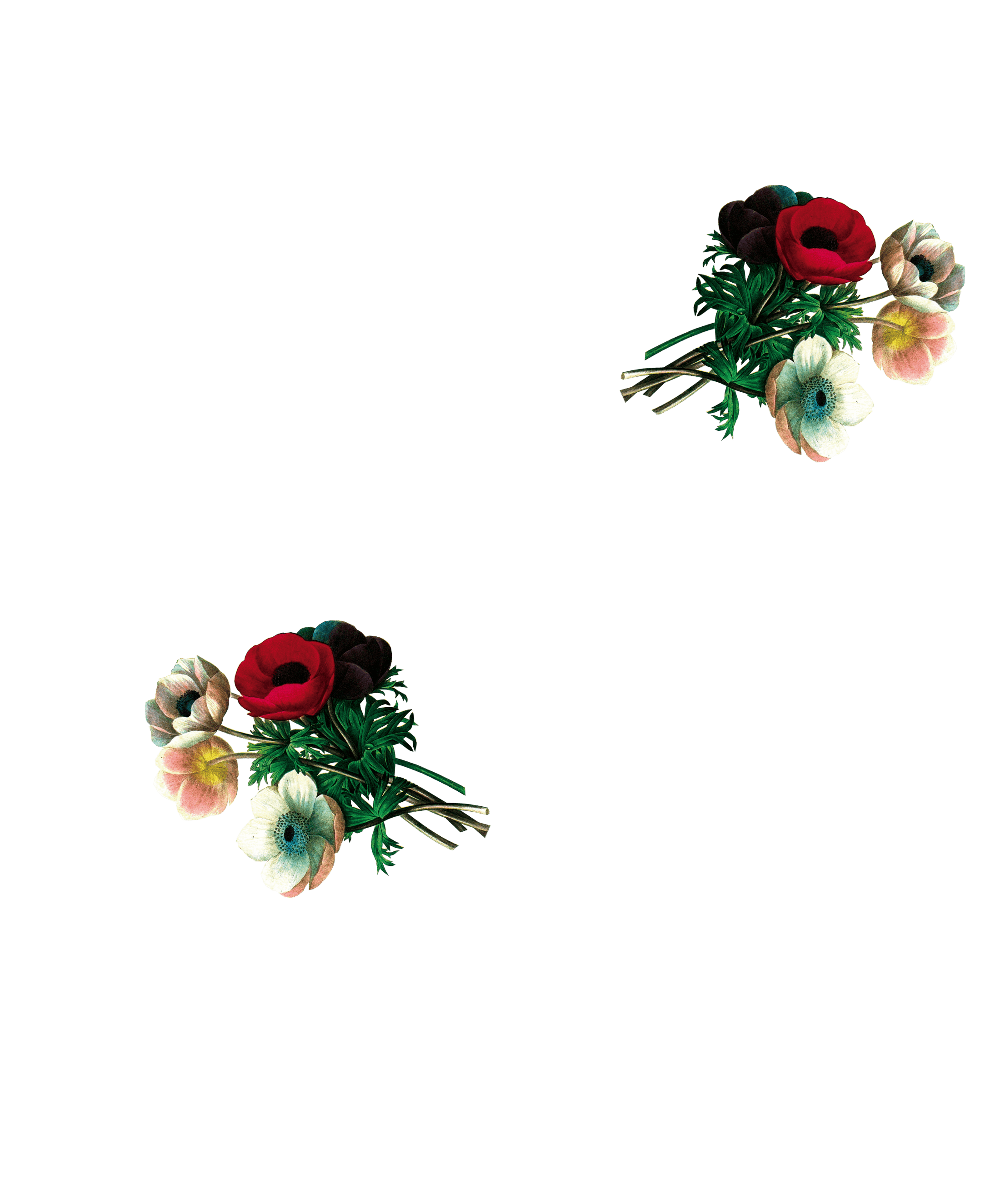 anemone flowers