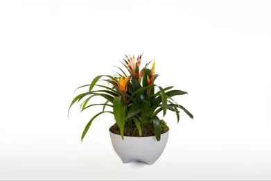 J. Morris Flowers - Blooming Bromeliad 