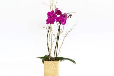 J. Morris Flowers - Double Phaleonopsis Orchid in Pink