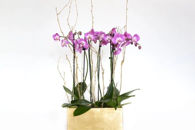 J. Morris Flowers - Raspberry Orchid Parade