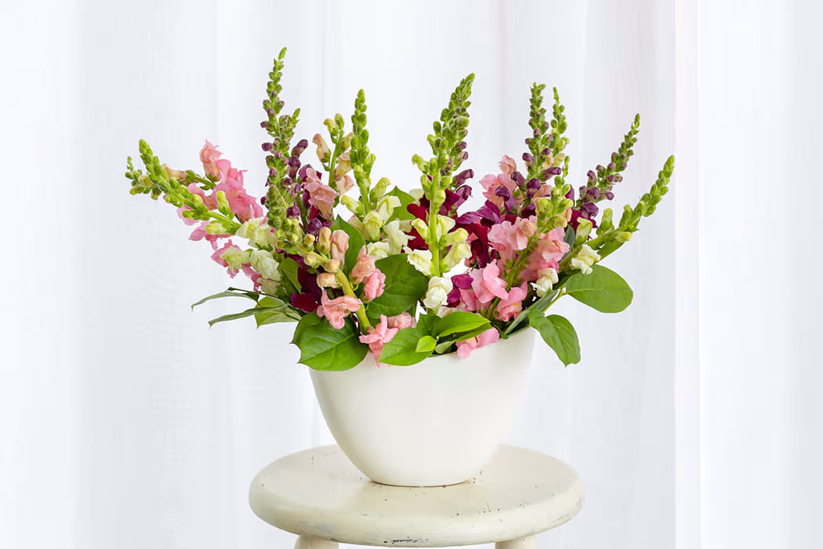 snapdragon