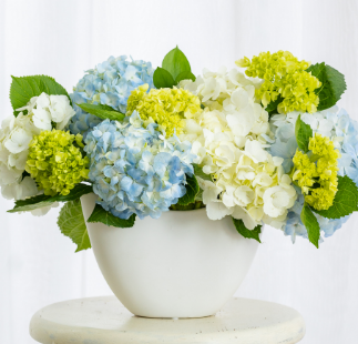 Hydrangea-flight
