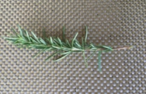 Rosemary