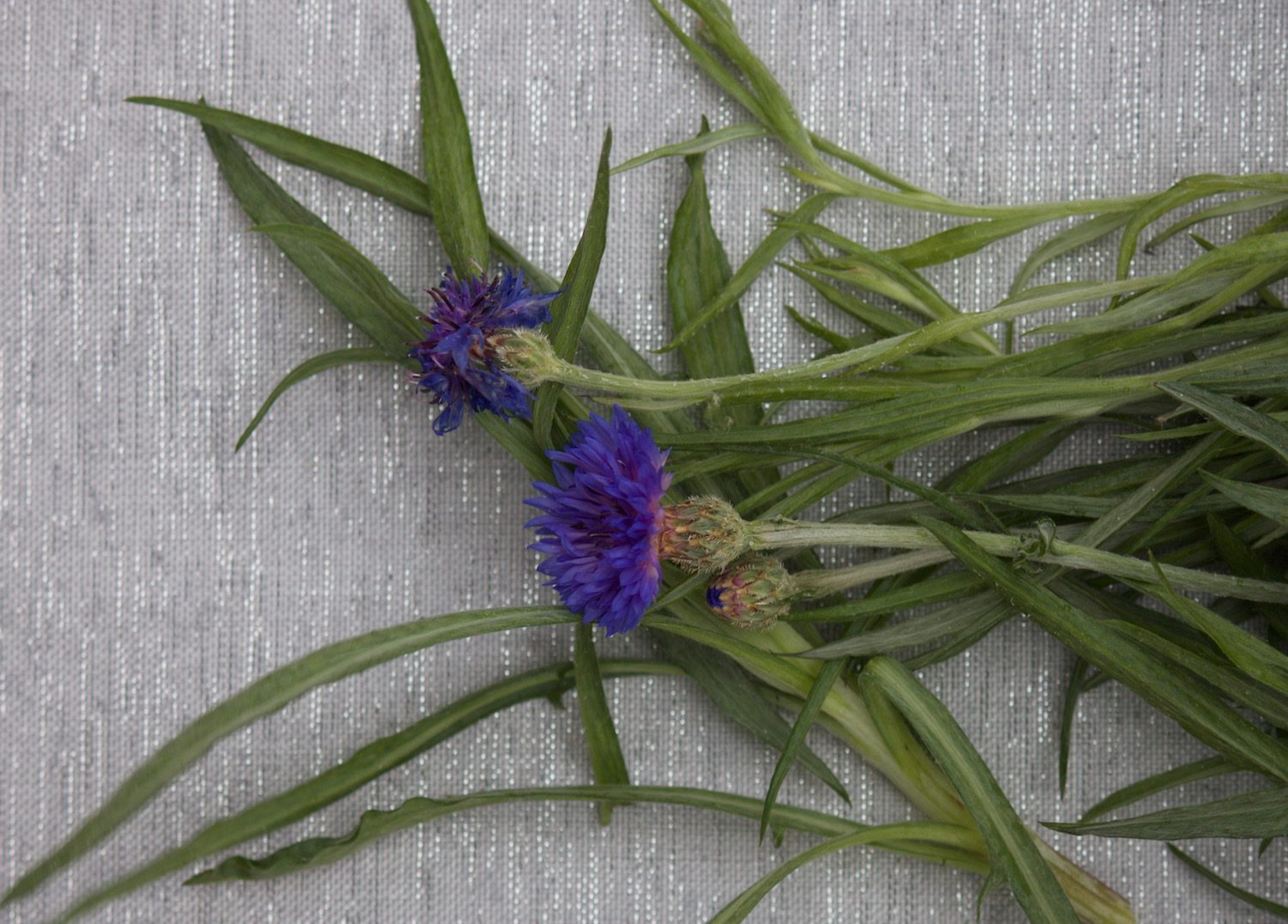Cornflower photographed in our studio.