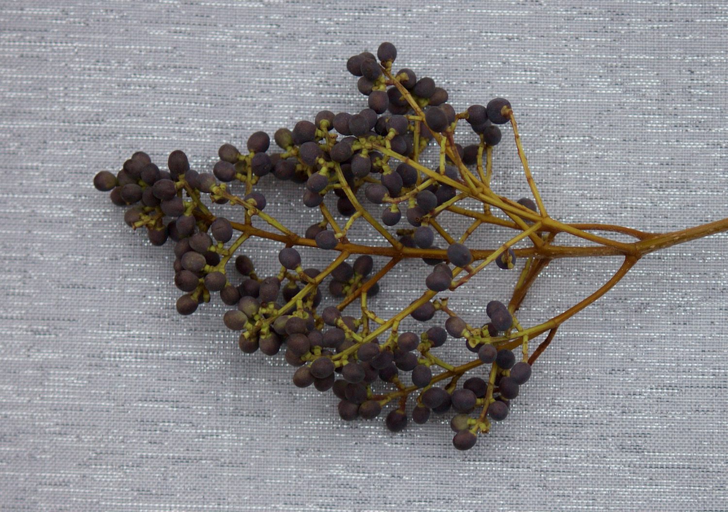 Privet Berry photographed in our studio.