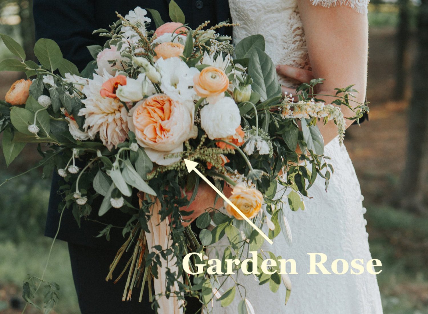 Juliet Garden Rose, Photography by Purple Fern.