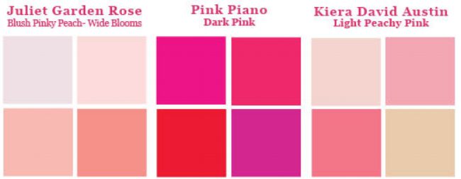 Swatches of four colors found in each of the Garden Rose varieties.