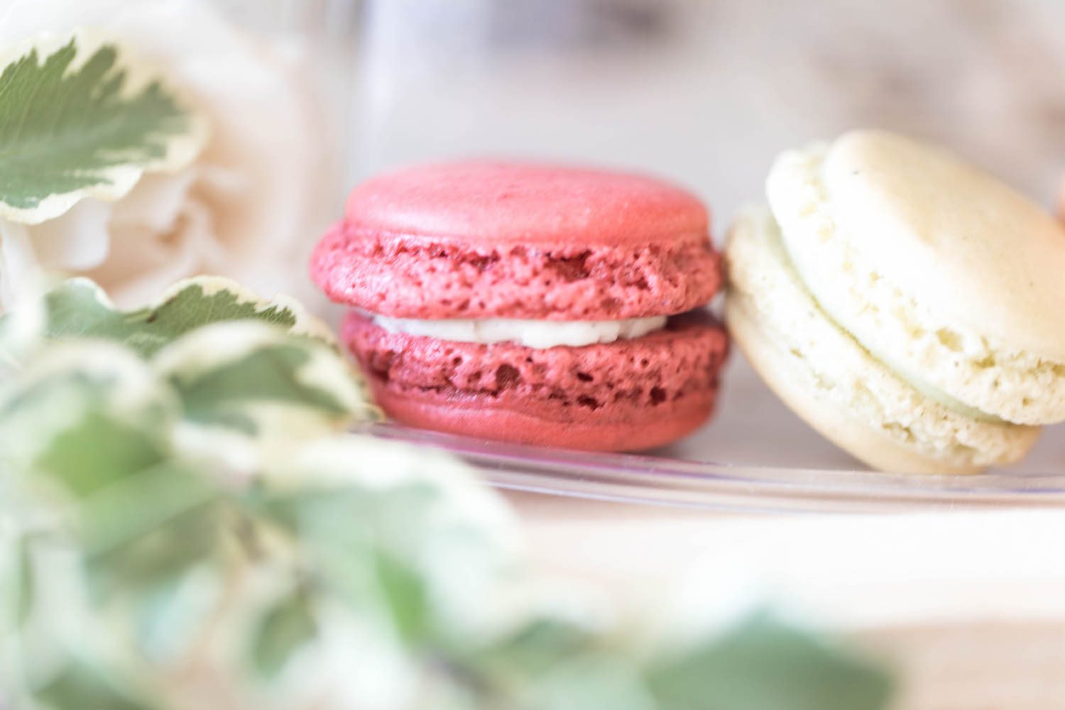 Macarons and Pittosporum, Stefanie Kamerman Copy + Print Photography