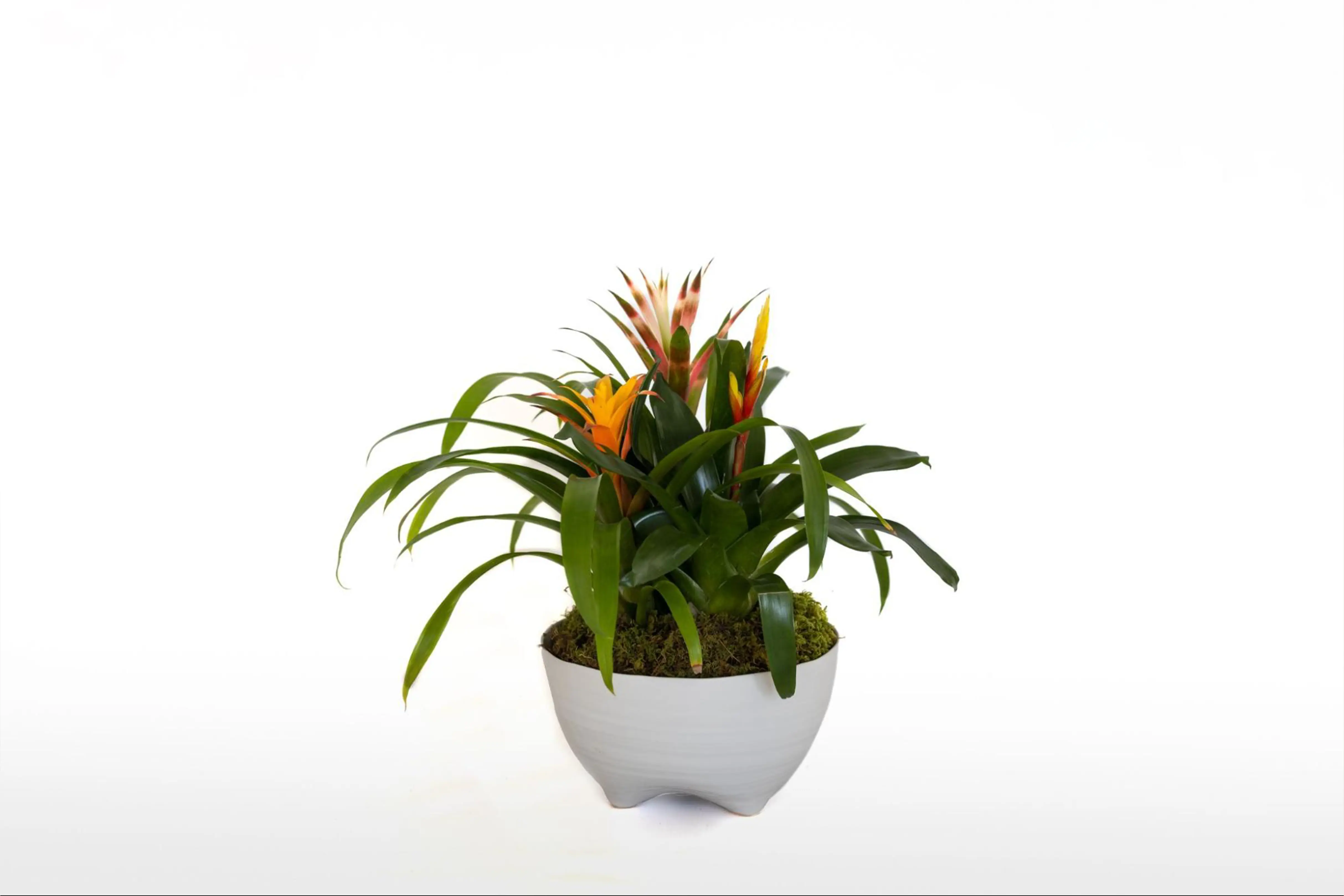 J. Morris Flowers - Blooming Bromeliad 