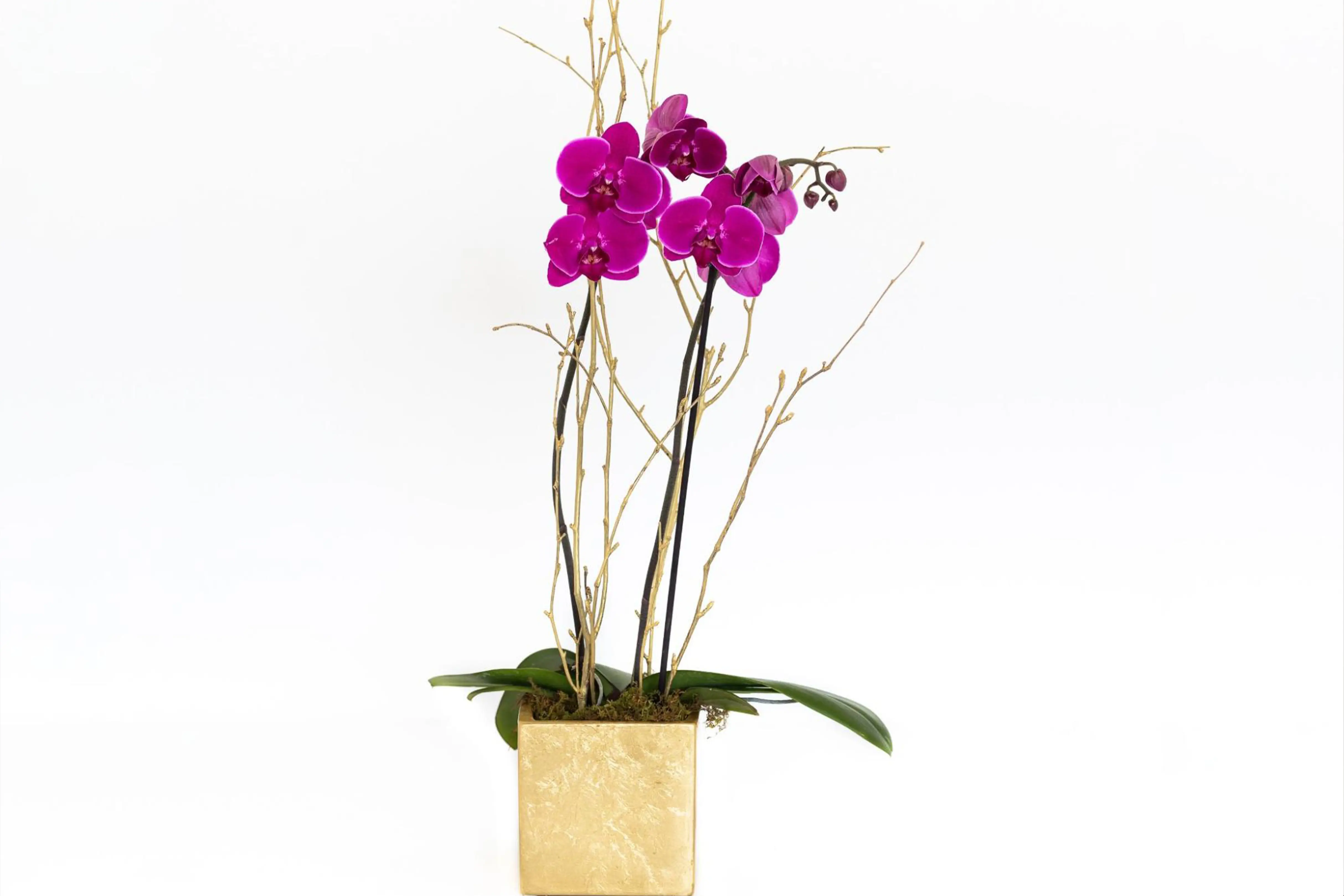 J. Morris Flowers - Double Phaleonopsis Orchid in Pink