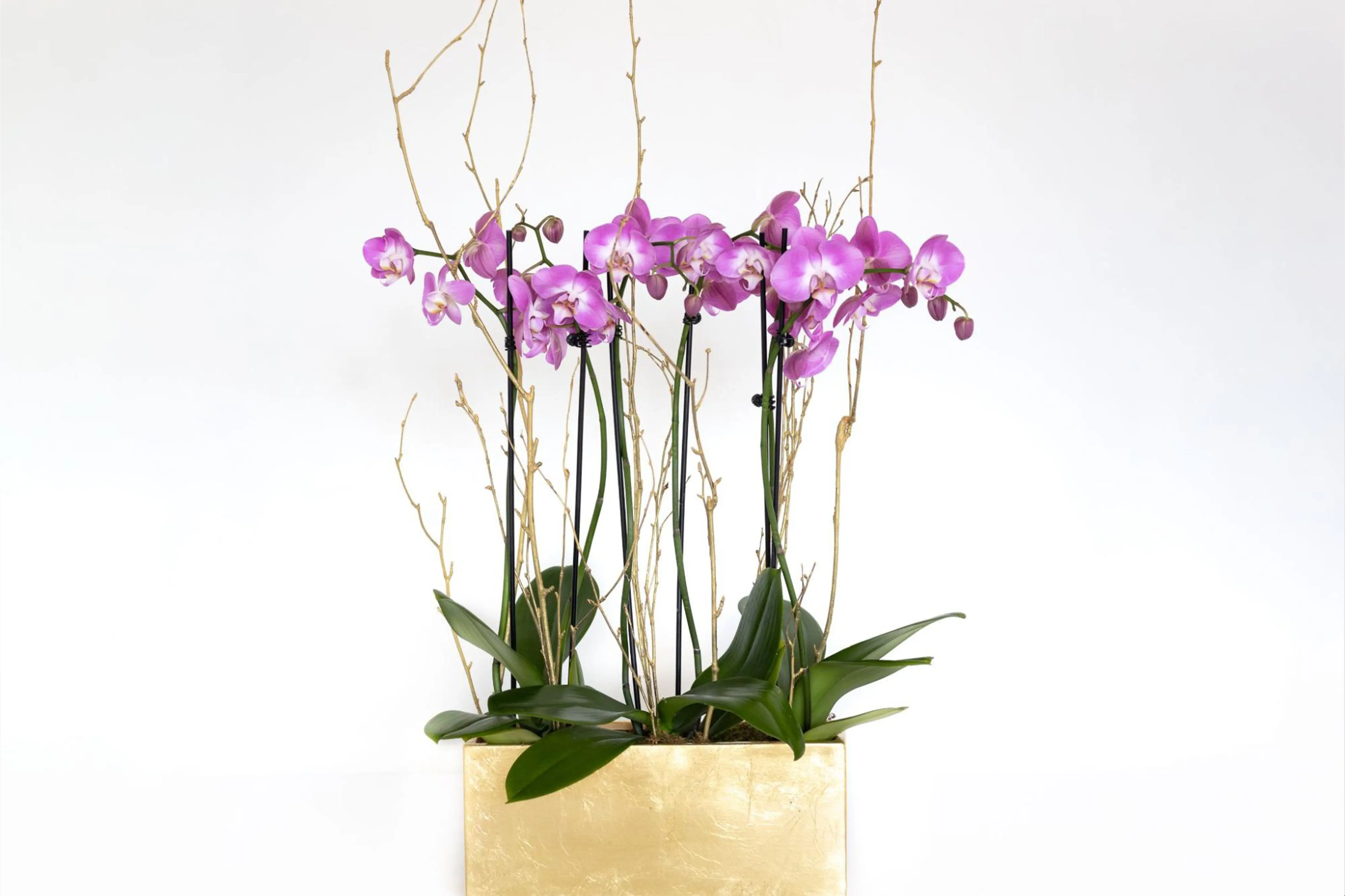 J. Morris Flowers - Raspberry Orchid Parade